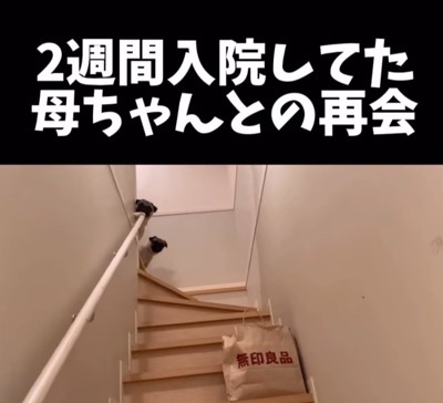 顔を出すパグたち