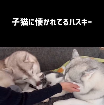 りりたん&ここちゃん&くぅちゃん6