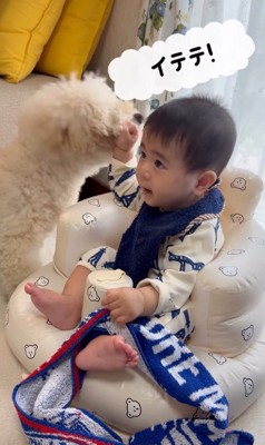 孫を預かった時のチャイちゃん2