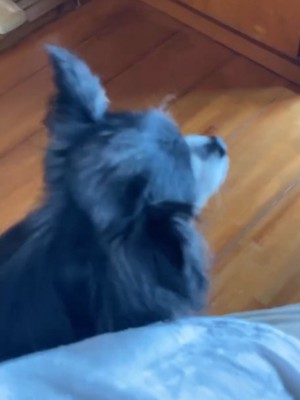 黒い犬のアップ2