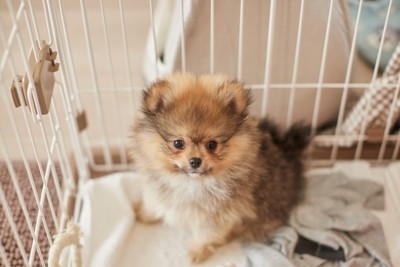 ケージ、子犬
