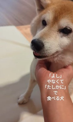 おまめちゃんのおやつタイム⑩