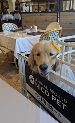 カートに乗る犬