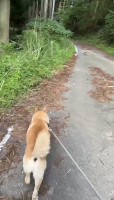 山道を歩く犬の後ろ姿