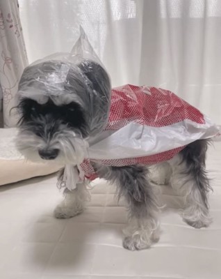 横からみた合羽姿