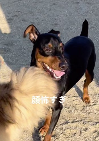 外で遊ぶミニチュアピンシャー