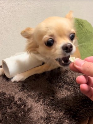 トイレットペーパーを守るジョルノちゃん⑩