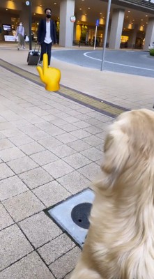 犬に近づく男性