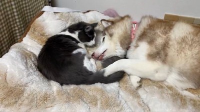 シャンテちゃん＆バロンちゃん2