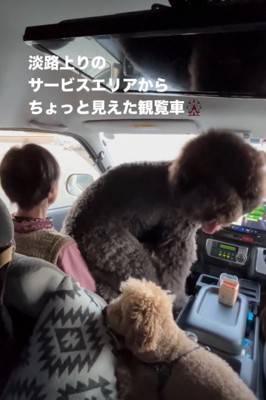 こちらを振り返る犬