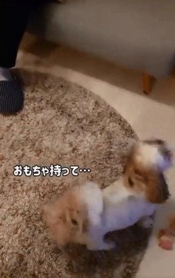 おもちゃの側へ行くリロちゃん