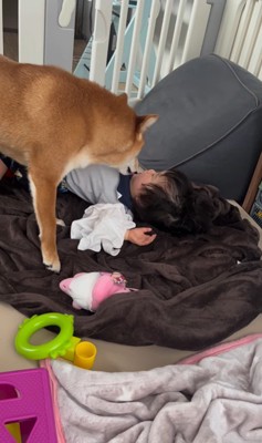 赤ちゃんを起こすポテくん5