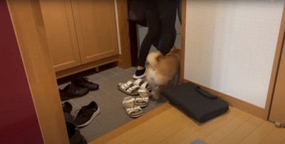 飼い主の足元から外に出ていく柴犬