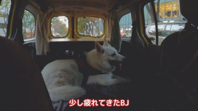 車でくつろぐ犬