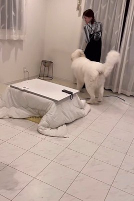 必死に逃げる妹さん