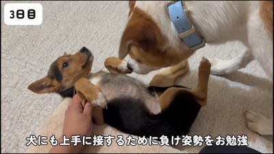 犬社会について勉強中
