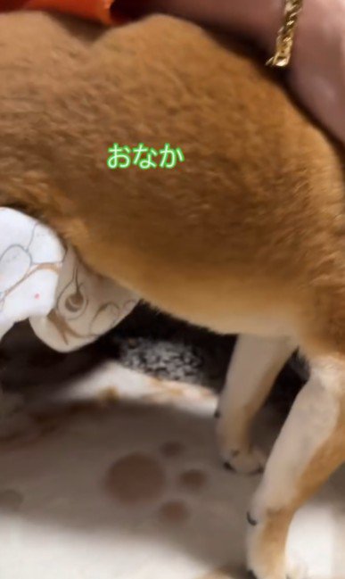 お腹を拭いて…