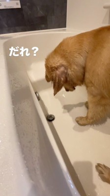 排水口の蓋を見つめる犬