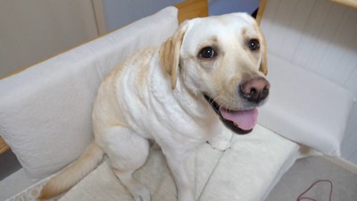 きなこちゃんにハイタッチを求めたら8