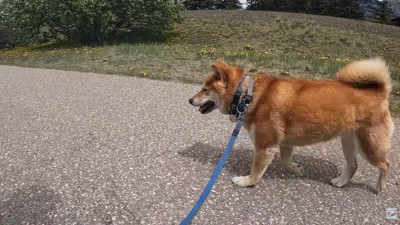 お散歩中のナラちゃん