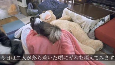 ママの上に乗るぷちくん