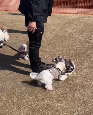 降参し始める陽菜ちゃん