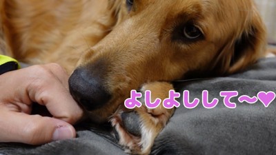 一緒に寝るよもぎちゃんと飼い主さん9