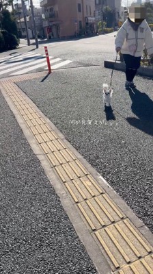 しっぽを振って男性に近寄る犬