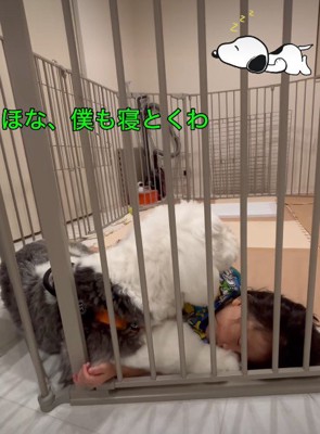 そっと寄り添うポンちゃん