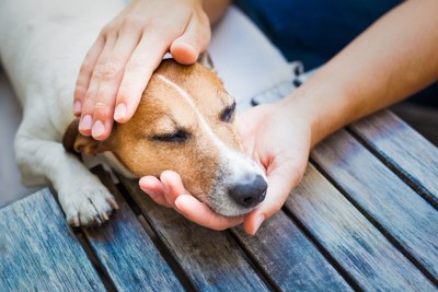 犬の顔周りを撫でる