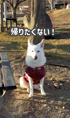 「帰りたくない…!!」