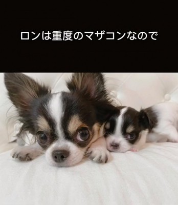 寄り添う2匹の犬