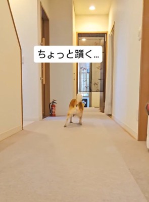 つまずく信長くん