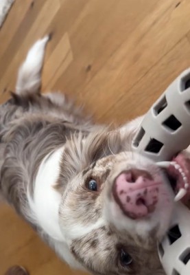 激しく遊ぶRALくん