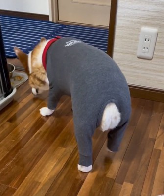 水入れに向かって歩いていく犬