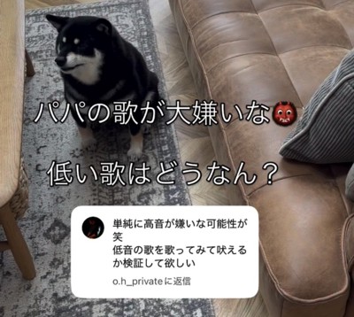 ラグの上に座る犬