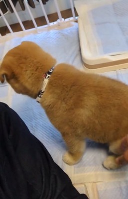 怖がるおでんくん