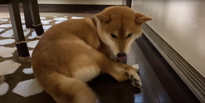 暖房の前で丸くなって舌を出している柴犬