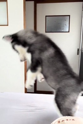 高反発が楽しいキラくん