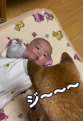 息子さんを見つめるきなこちゃん2