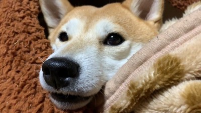 ハウスでリラックス中