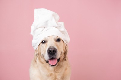 ターバンを巻いている犬
