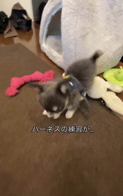 ハーネスをつけて歩く犬