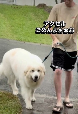 ゆっくりと家へ