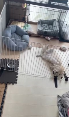 イタズラを誤魔化す小春ちゃん&つむぎちゃん2