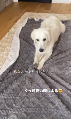 毛布にイタズラするいくらちゃん6