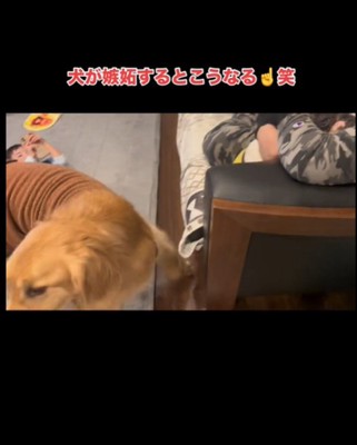 離れる犬
