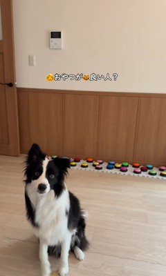 サンゴくんの言葉の理解度を検証3