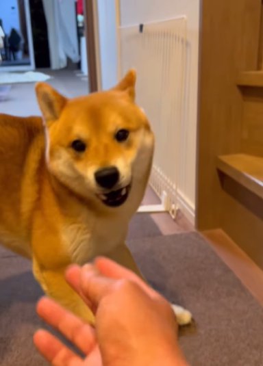 期待の眼差しを向ける柴犬