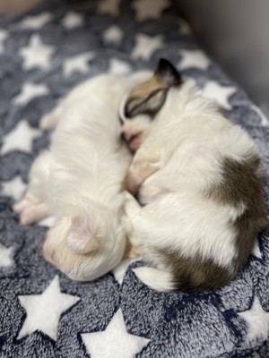 生後30日頃の子犬